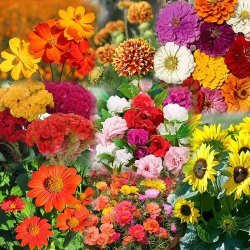 ๐ฅ49% off! Mixed Perennial Flower Seeds - Over 60 Mixed Varieties