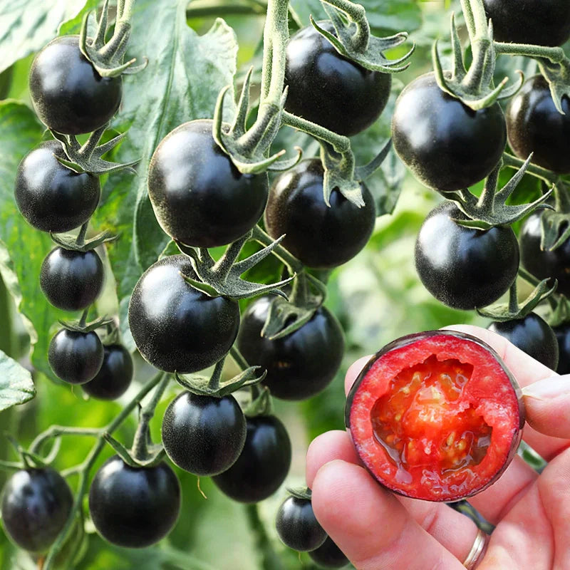 Black Pearl Tomato Seedsđ
Sweet & High Yield