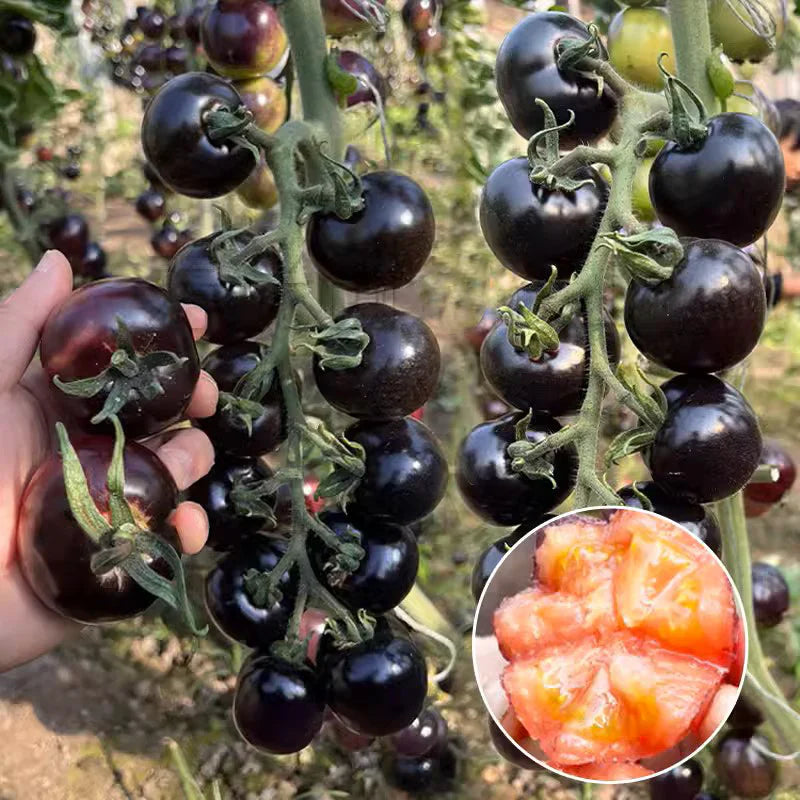 Black Pearl Tomato Seedsđ
Sweet & High Yield