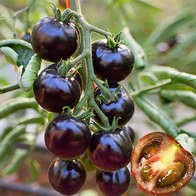 Black Pearl Tomato Seedsđ
Sweet & High Yield