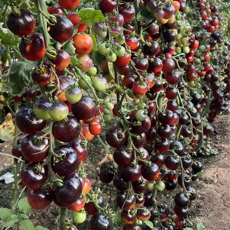 Black Pearl Tomato Seedsđ
Sweet & High Yield