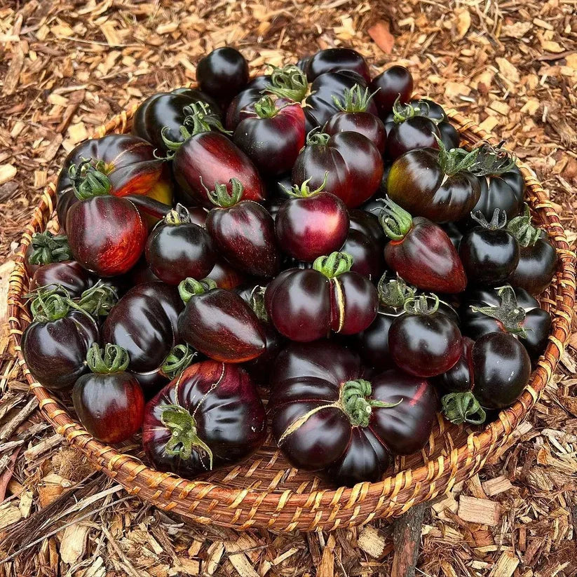 Black Pearl Tomato Seedsđ
Sweet & High Yield