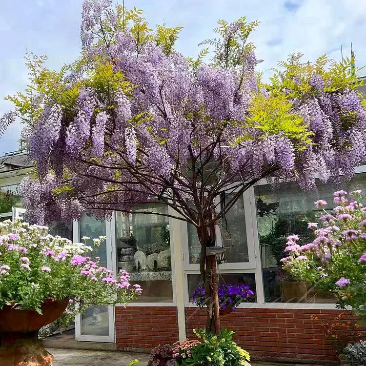 🌸Wisteria Seeds - The Garden’s Cascading Beauty All Year Round💗