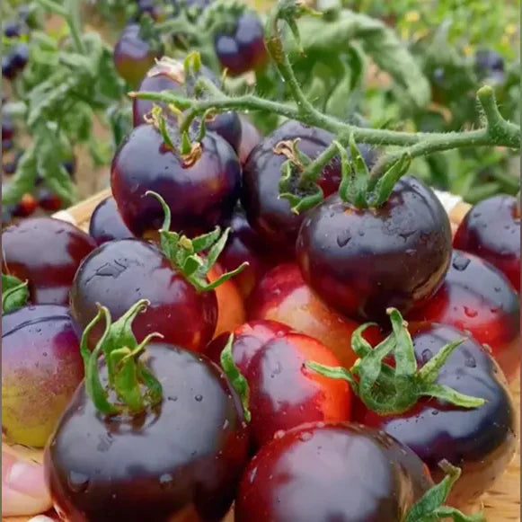 Black Pearl Tomato Seedsđ
Sweet & High Yield