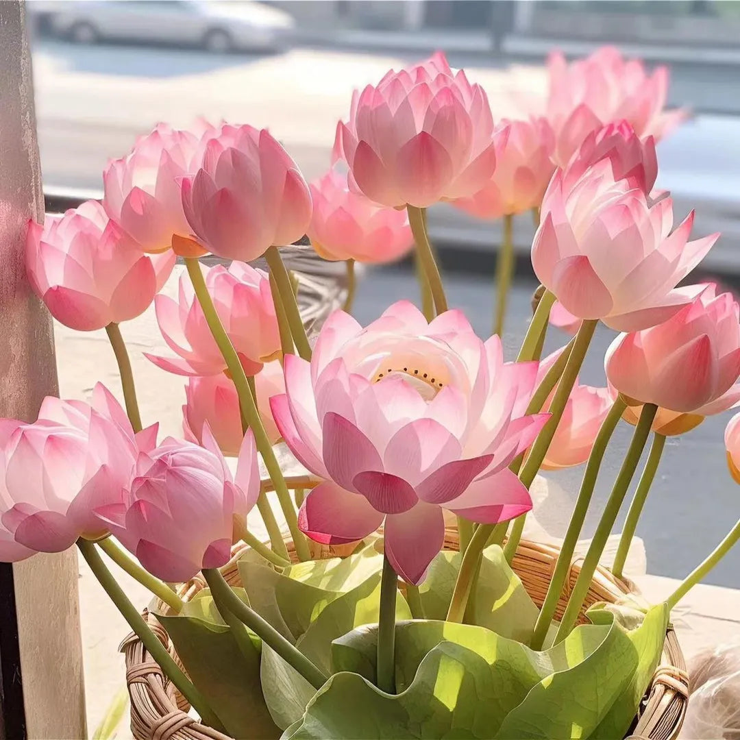 đž7 Days germinationđžLast Day Sale - 49% OFFđThe Sacred Bonsai Bowl Lotus Flower
