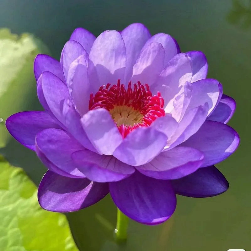 đž7 Days germinationđžLast Day Sale - 49% OFFđThe Sacred Bonsai Bowl Lotus Flower