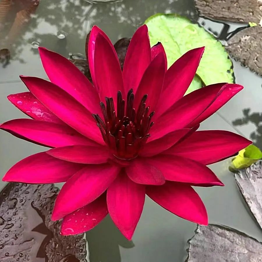 đž7 Days germinationđžLast Day Sale - 49% OFFđThe Sacred Bonsai Bowl Lotus Flower