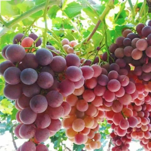 🍇Midknight Beauty Grapes Seeds🌱