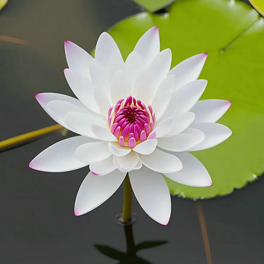 đž7 Days germinationđžLast Day Sale - 49% OFFđThe Sacred Bonsai Bowl Lotus Flower
