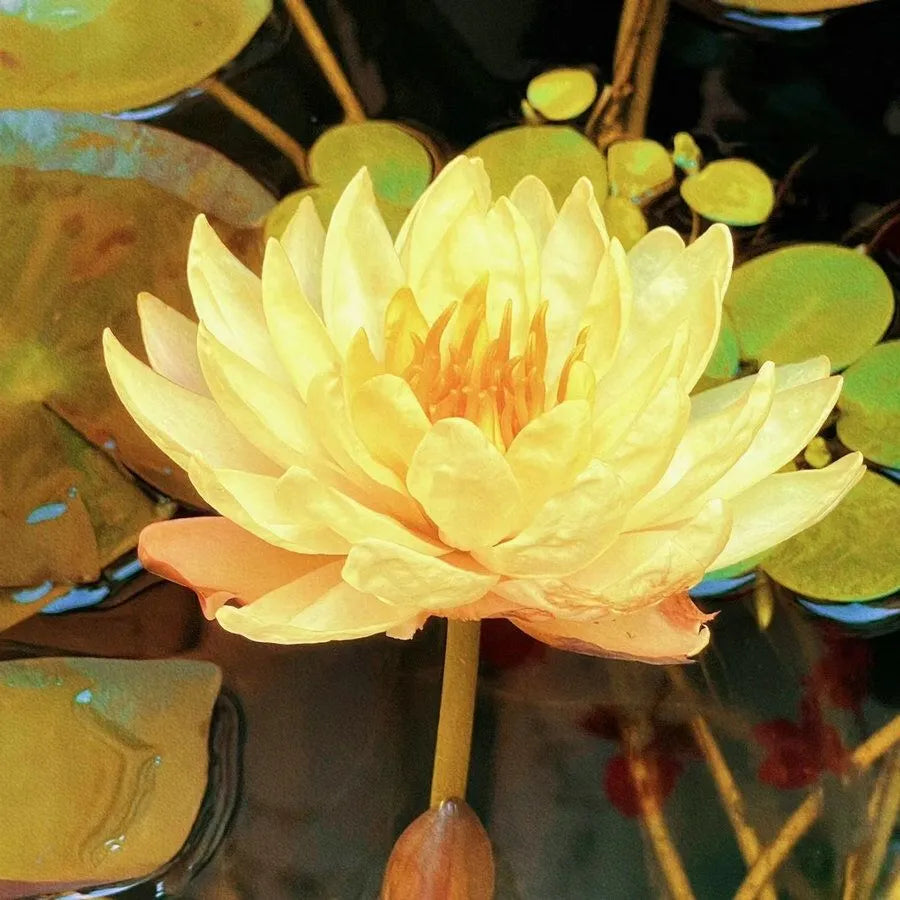đž7 Days germinationđžLast Day Sale - 49% OFFđThe Sacred Bonsai Bowl Lotus Flower