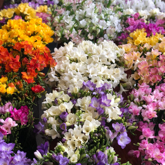 💐Freesia Bulbs | Buy 1 Get 4 Free