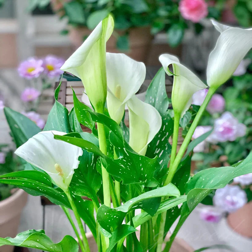 💗Calla Lily Bulbs🌷Blooms of Grace and Prestige