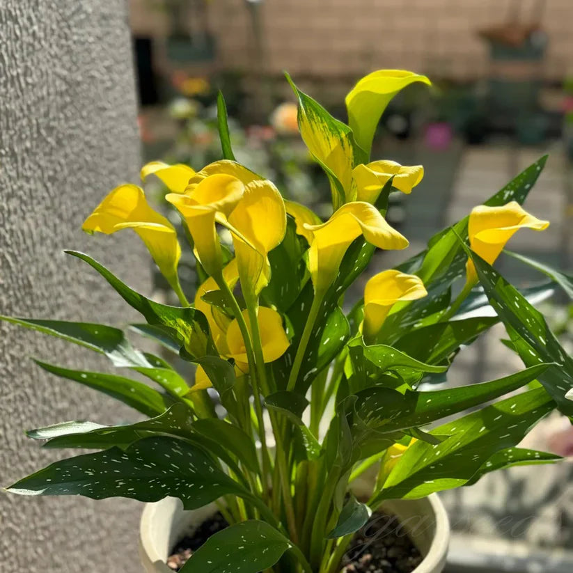 💗Calla Lily Bulbs🌷Blooms of Grace and Prestige