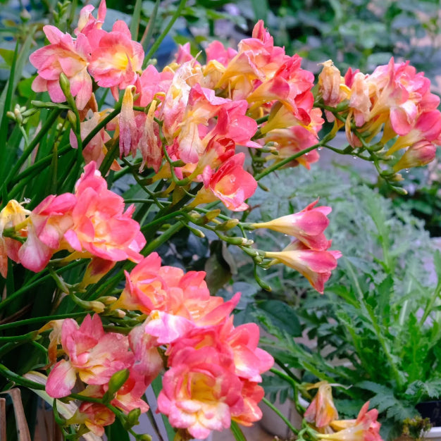 💐Freesia Bulbs | Buy 1 Get 4 Free
