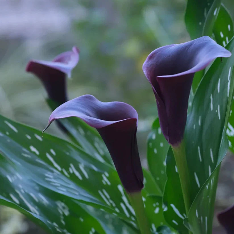 💗Calla Lily Bulbs🌷Blooms of Grace and Prestige