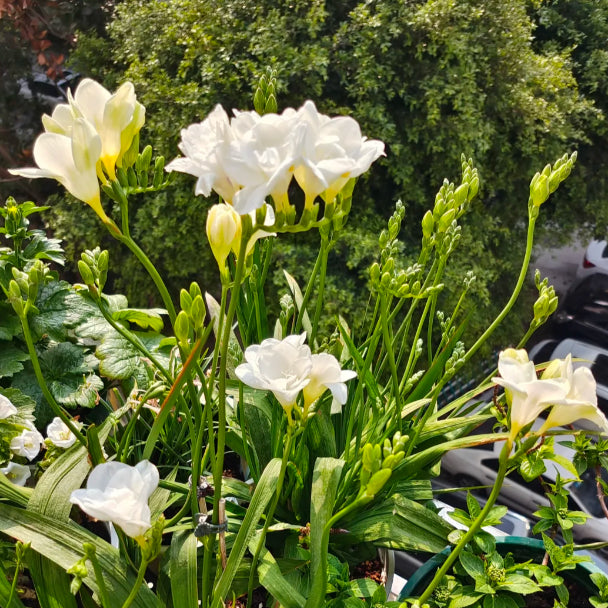 💐Freesia Bulbs | Buy 1 Get 4 Free