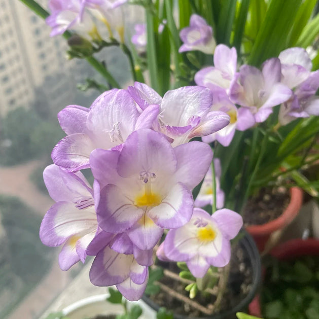 💐Freesia Bulbs | Buy 1 Get 4 Free