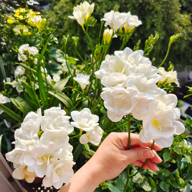 💐Freesia Bulbs | Buy 1 Get 4 Free