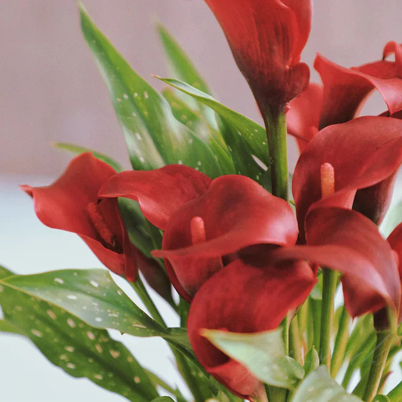 💗Calla Lily Bulbs🌷Blooms of Grace and Prestige