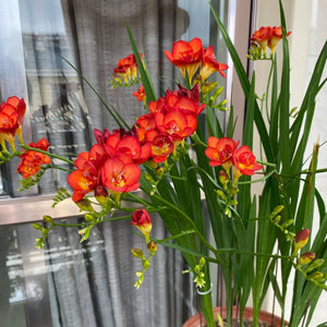 💐Freesia Bulbs | Buy 1 Get 4 Free