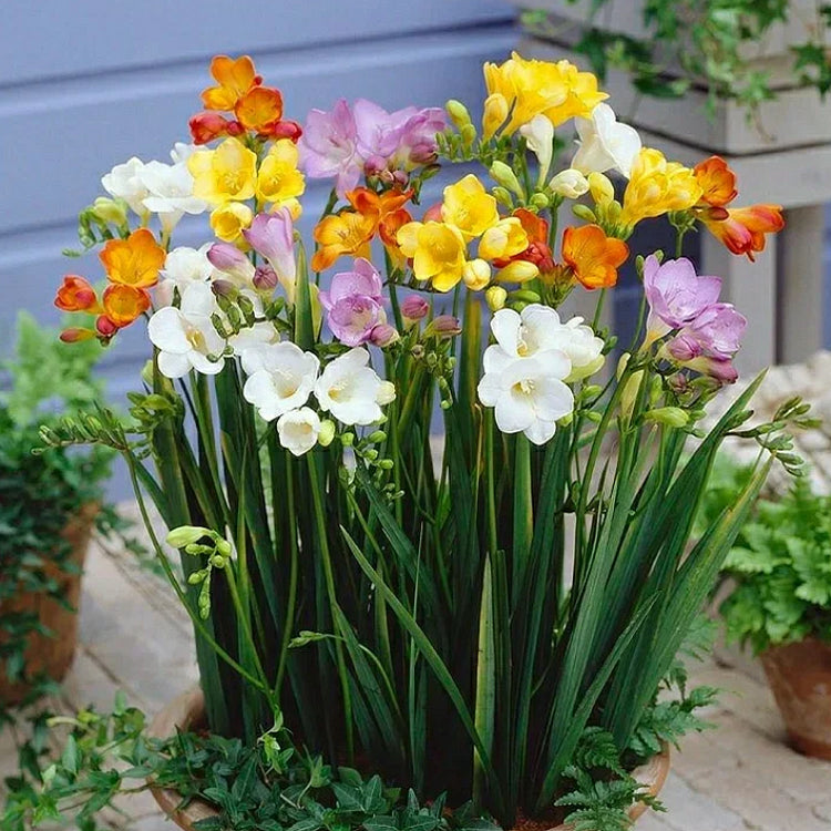 💐Freesia Bulbs | Buy 1 Get 4 Free