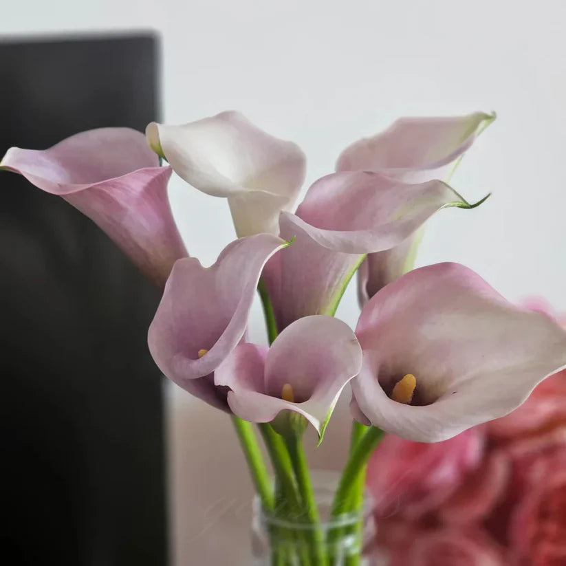💗Calla Lily Bulbs🌷Blooms of Grace and Prestige