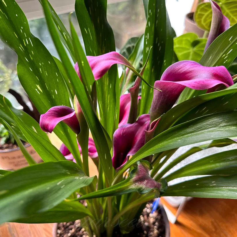 💗Calla Lily Bulbs🌷Blooms of Grace and Prestige