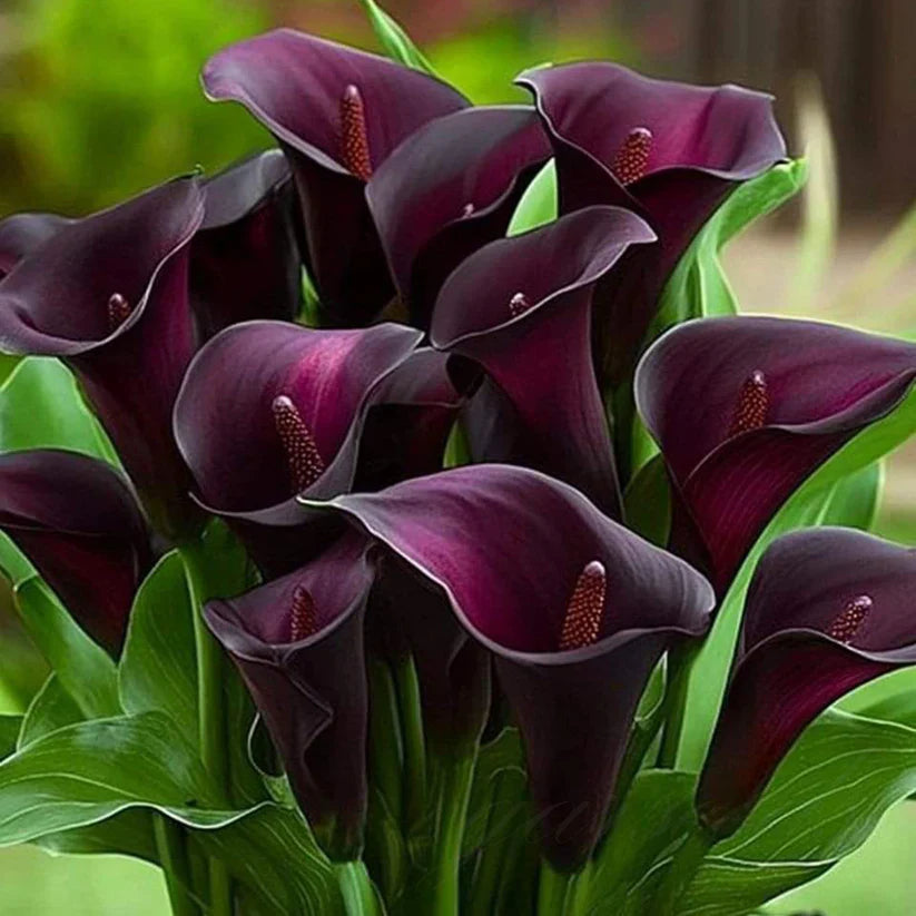 💗Calla Lily Bulbs🌷Blooms of Grace and Prestige