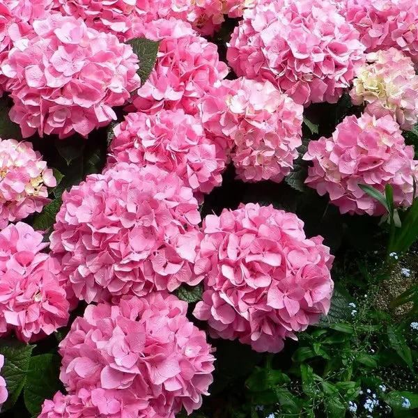 🌺Hydrangea Seed: Unlock Nature's Beauty