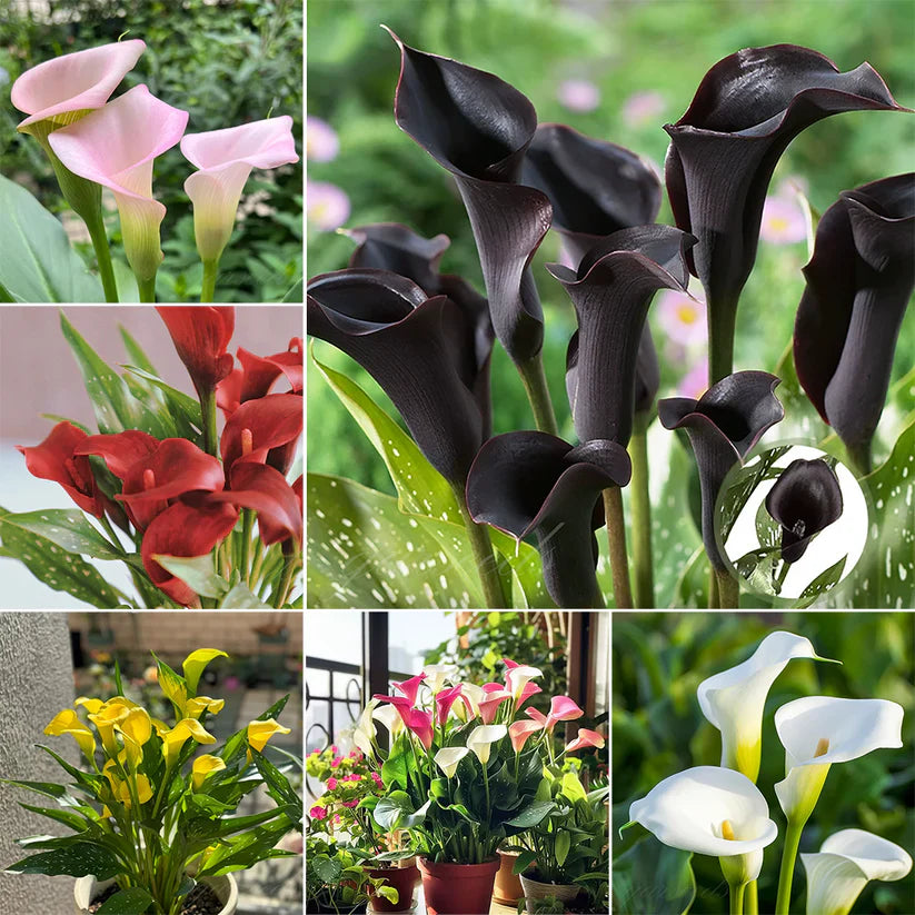 💗Calla Lily Bulbs🌷Blooms of Grace and Prestige