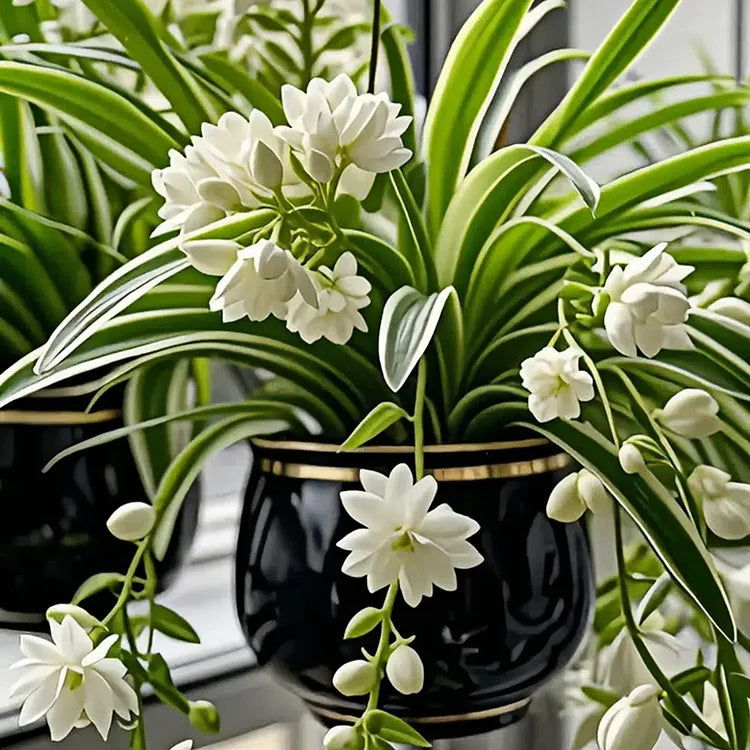 Grand Bloom Spider Plant Seeds 💐 Nature’s Hanging Masterpiece of Color & Grace