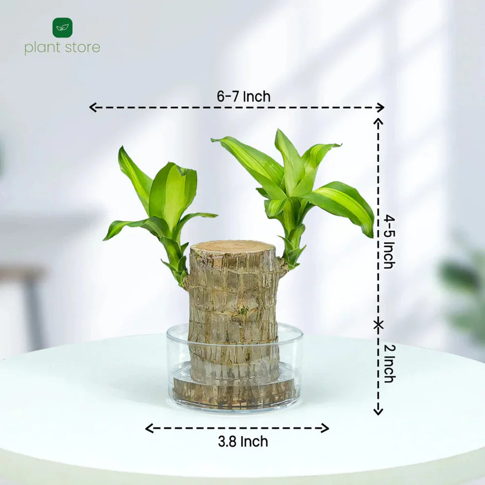 Fortune Brazil Wood Potted Plant
