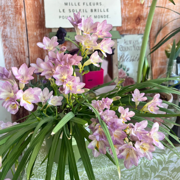 💐Freesia Bulbs | Buy 1 Get 4 Free