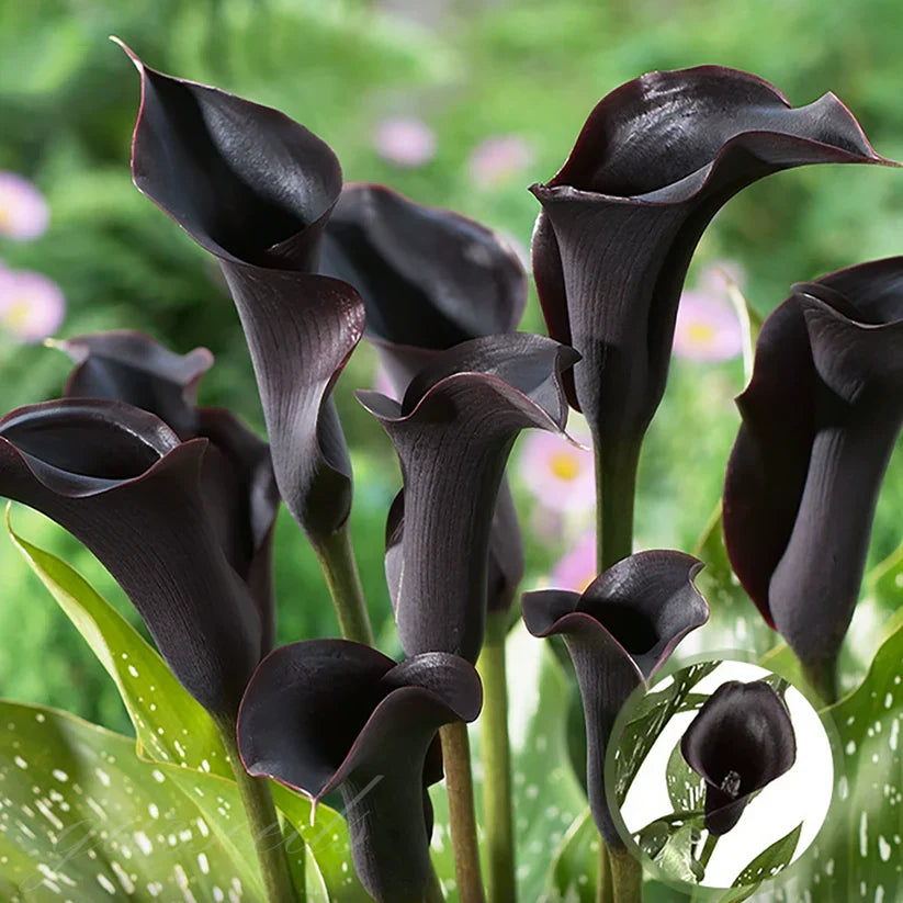💗Calla Lily Bulbs🌷Blooms of Grace and Prestige