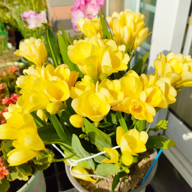 💐Freesia Bulbs | Buy 1 Get 4 Free