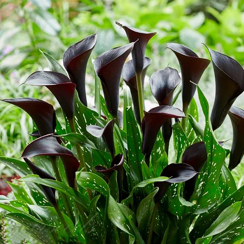 💗Calla Lily Bulbs🌷Blooms of Grace and Prestige