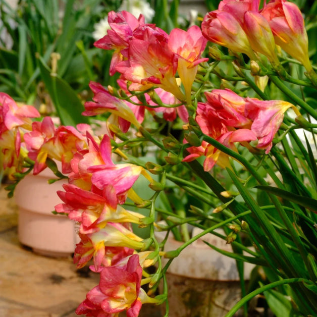 💐Freesia Bulbs | Buy 1 Get 4 Free