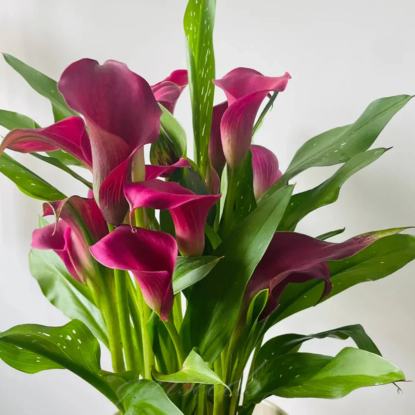 💗Calla Lily Bulbs🌷Blooms of Grace and Prestige