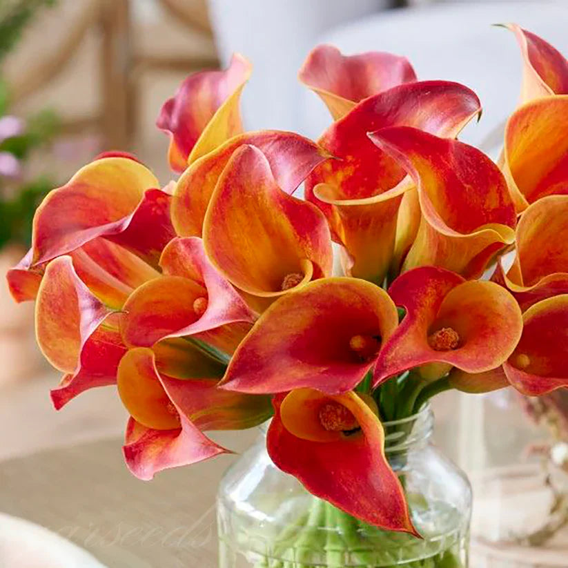 💗Calla Lily Bulbs🌷Blooms of Grace and Prestige