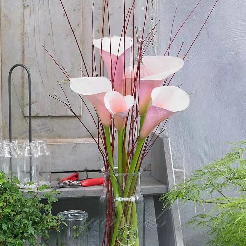 💗Calla Lily Bulbs🌷Blooms of Grace and Prestige