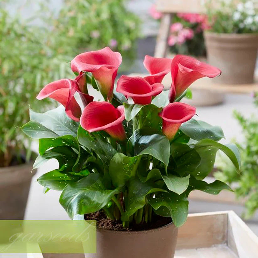 💗Calla Lily Bulbs🌷Blooms of Grace and Prestige
