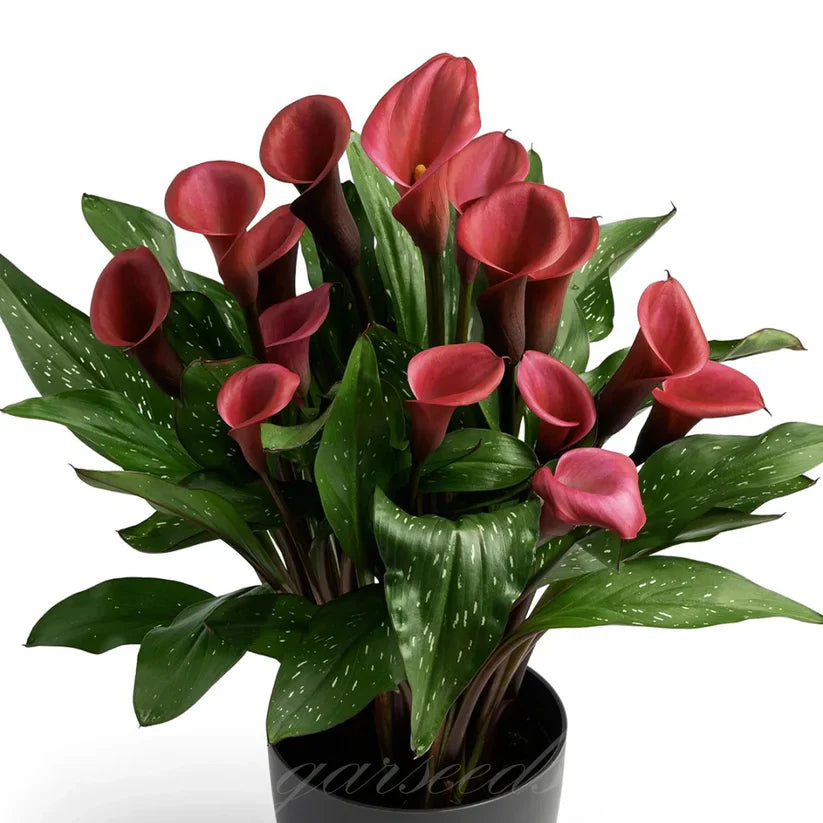 💗Calla Lily Bulbs🌷Blooms of Grace and Prestige