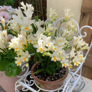 💐Freesia Bulbs | Buy 1 Get 4 Free
