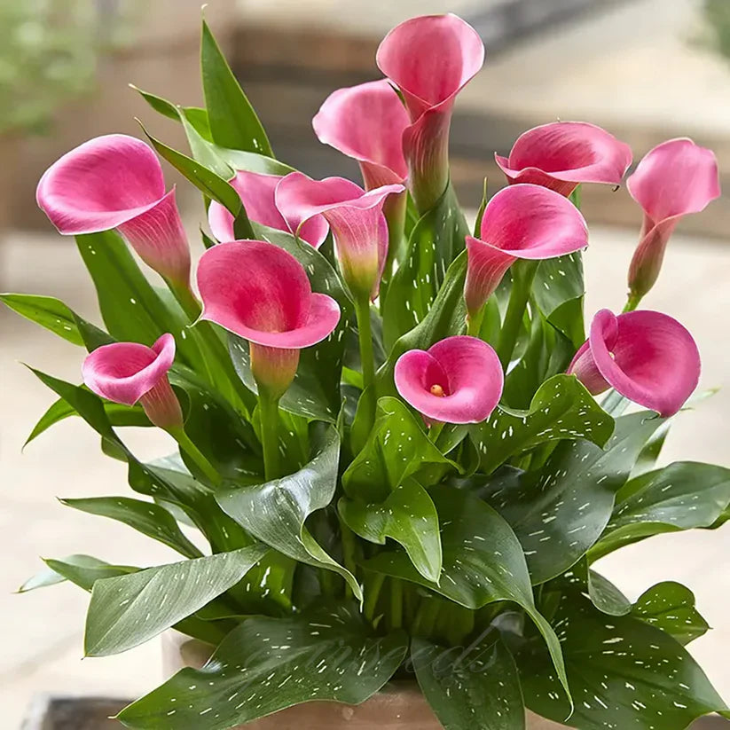 💗Calla Lily Bulbs🌷Blooms of Grace and Prestige