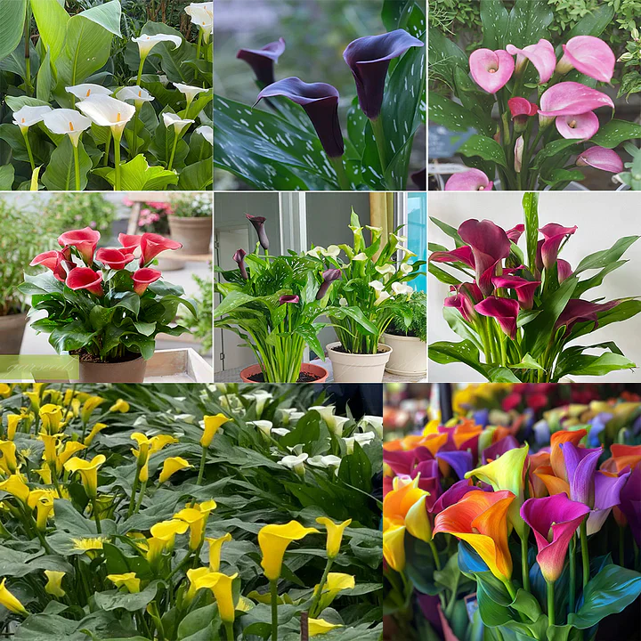 💗Calla Lily Bulbs🌷Blooms of Grace and Prestige