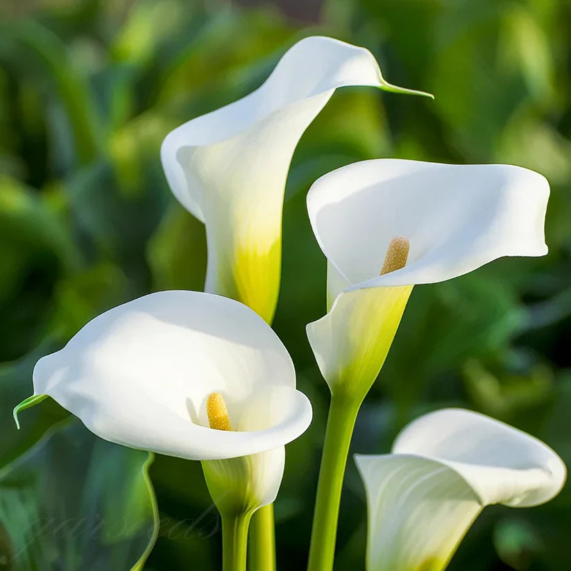 💗Calla Lily Bulbs🌷Blooms of Grace and Prestige